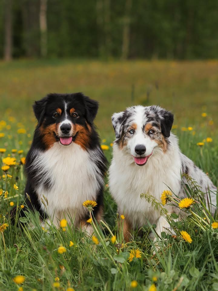 Heritage Hill Aussies - Our Australian Shepherds